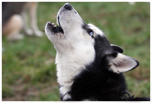 Solidão e ansiedade: O que o uivo revela sobre o estado emocional - inspiração 1