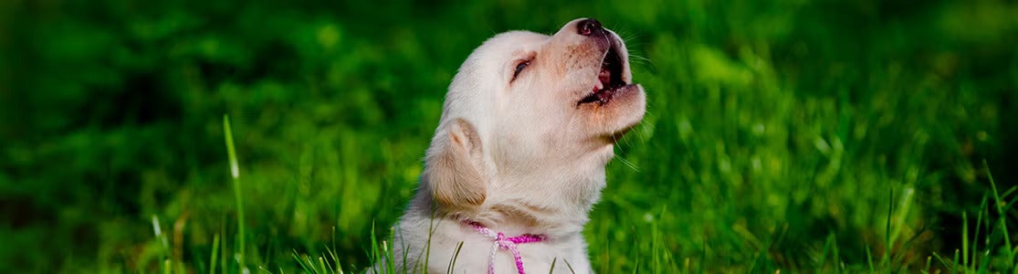 Dor ou desconforto: Sinais de que algo não vai bem - inspiração 1