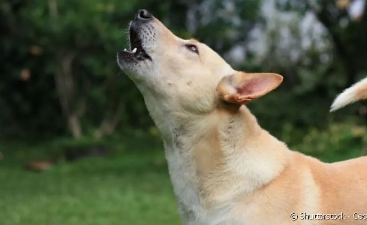 Instinto de matilha: O chamado dos antepassados - inspiração 2