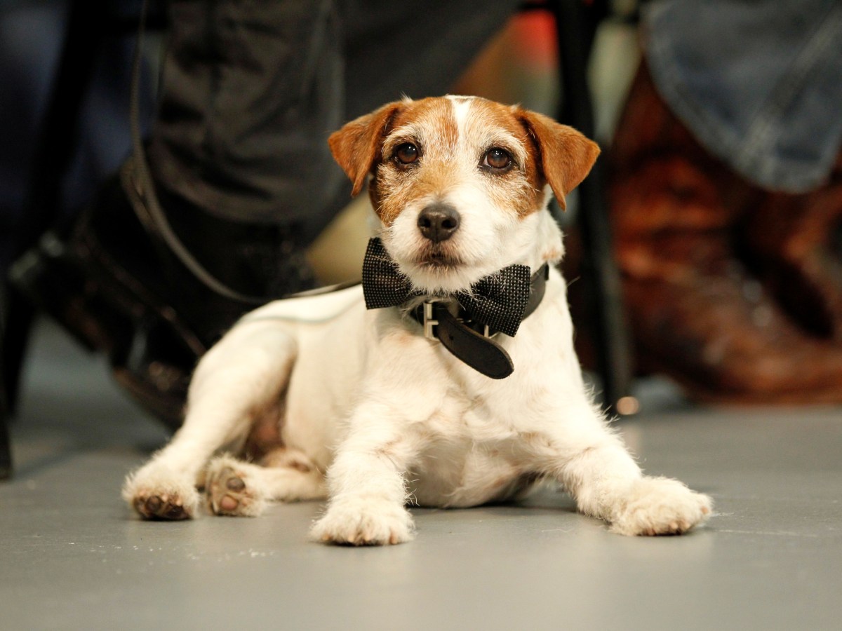 Marley & Eu: A Intensidade do Amor e da Perda em Uma Família - inspiração 2