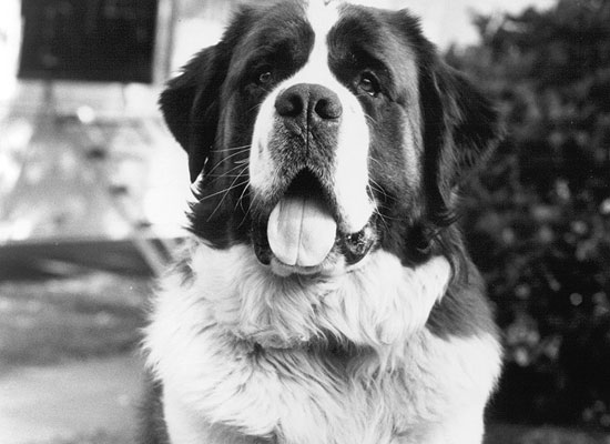 Sempre ao Seu Lado: Lealdade Inabalável que Atravessa Gerações - inspiração 1