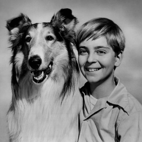 101 Dálmatas: O Charme e o Caos de Uma Matilha Divertida - inspiração 1