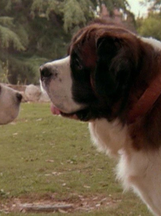 Balto: A Saga Real de Heroísmo e Sobrevivência no Gelo - inspiração 2