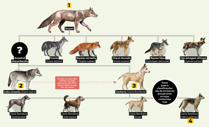 Primeiros Passos da Domesticação: Uma Aliança Estratégica - inspiração 1