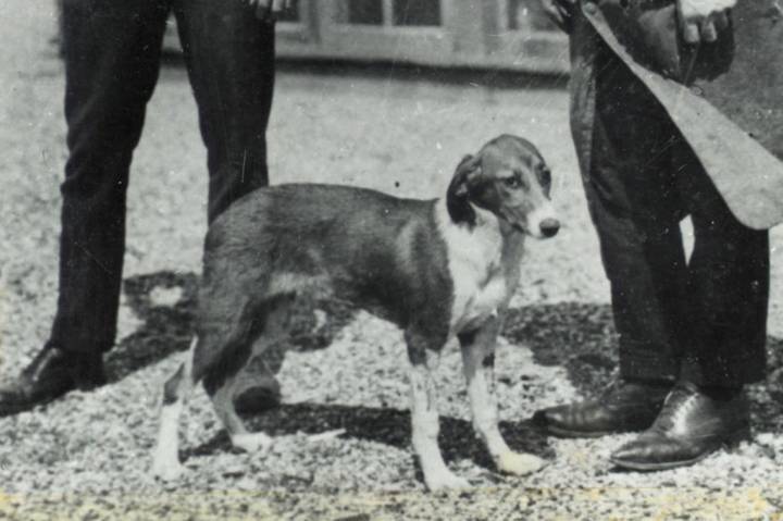 Os Cães nas Civilizações Antigas: De Guardiões a Divindades - inspiração 1