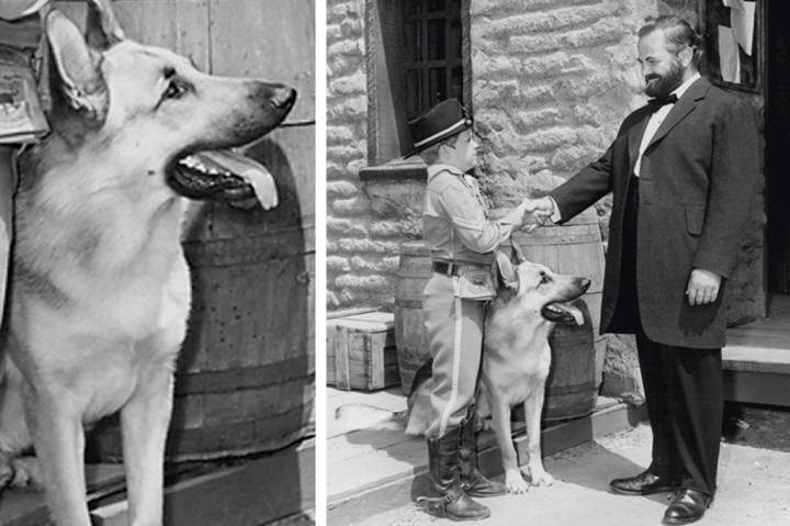 Os Cães nas Civilizações Antigas: De Guardiões a Divindades - inspiração 2