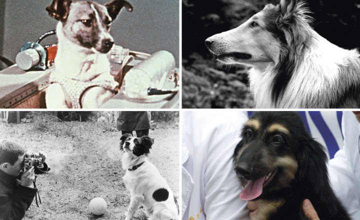 A Idade Média e a Relevância dos Cães na Sociedade - inspiração 1