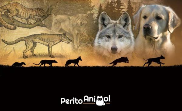 Cães na Era das Grandes Navegações: Exploradores Peludos - inspiração 2