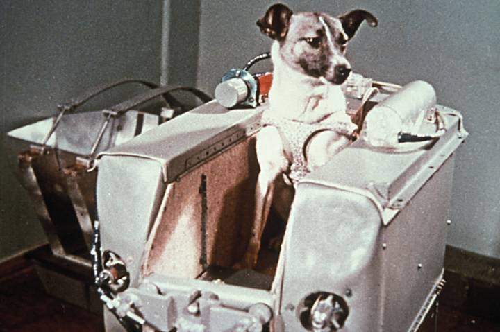 A Revolução Industrial e a Transformação do Papel Canino - inspiração 1