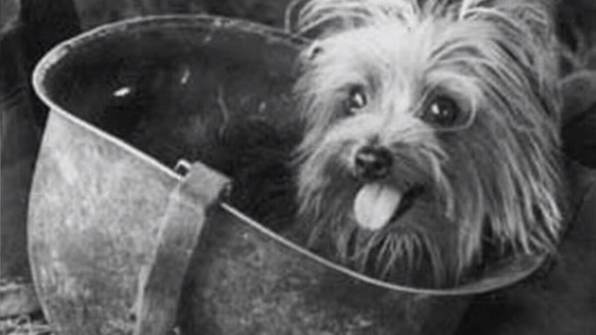 Cães em Momentos Históricos Cruciais: Heróis Silenciosos - inspiração 1