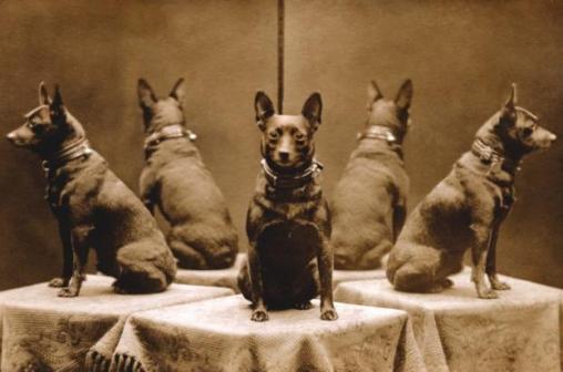 A Ciência Moderna e o Estudo da Conexão Humano-Animal - inspiração 1