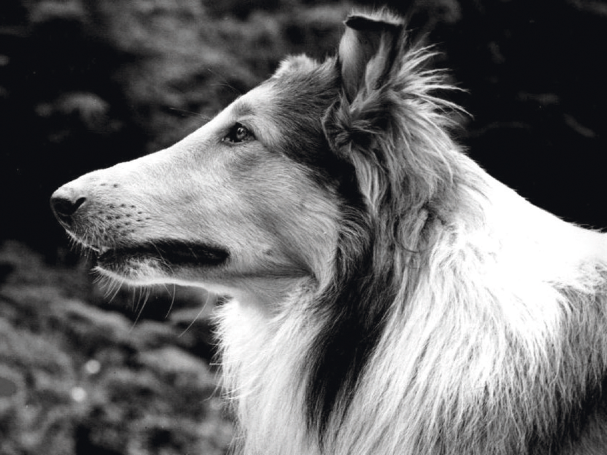 A Ciência Moderna e o Estudo da Conexão Humano-Animal - inspiração 2