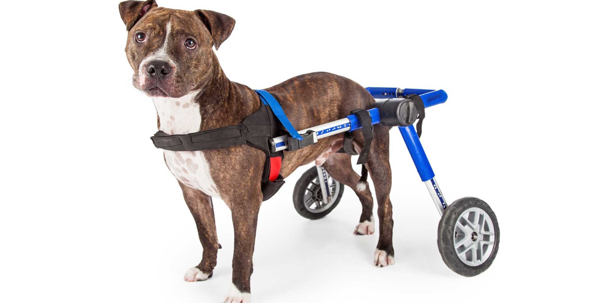 Avaliação Detalhada das Necessidades do Seu Cão: O Primeiro Passo Essencial - inspiração 1