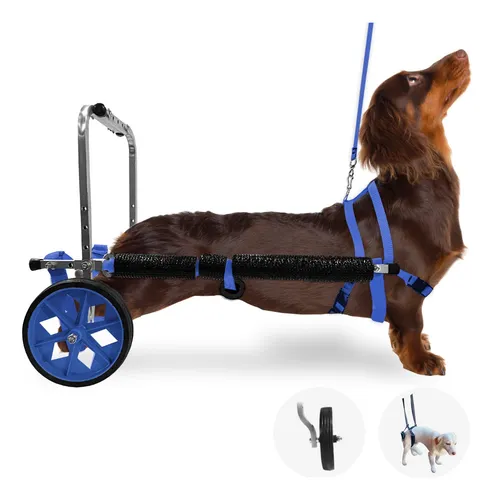 Custo-Benefício: Investindo na Qualidade de Vida do Seu Cão - inspiração 1