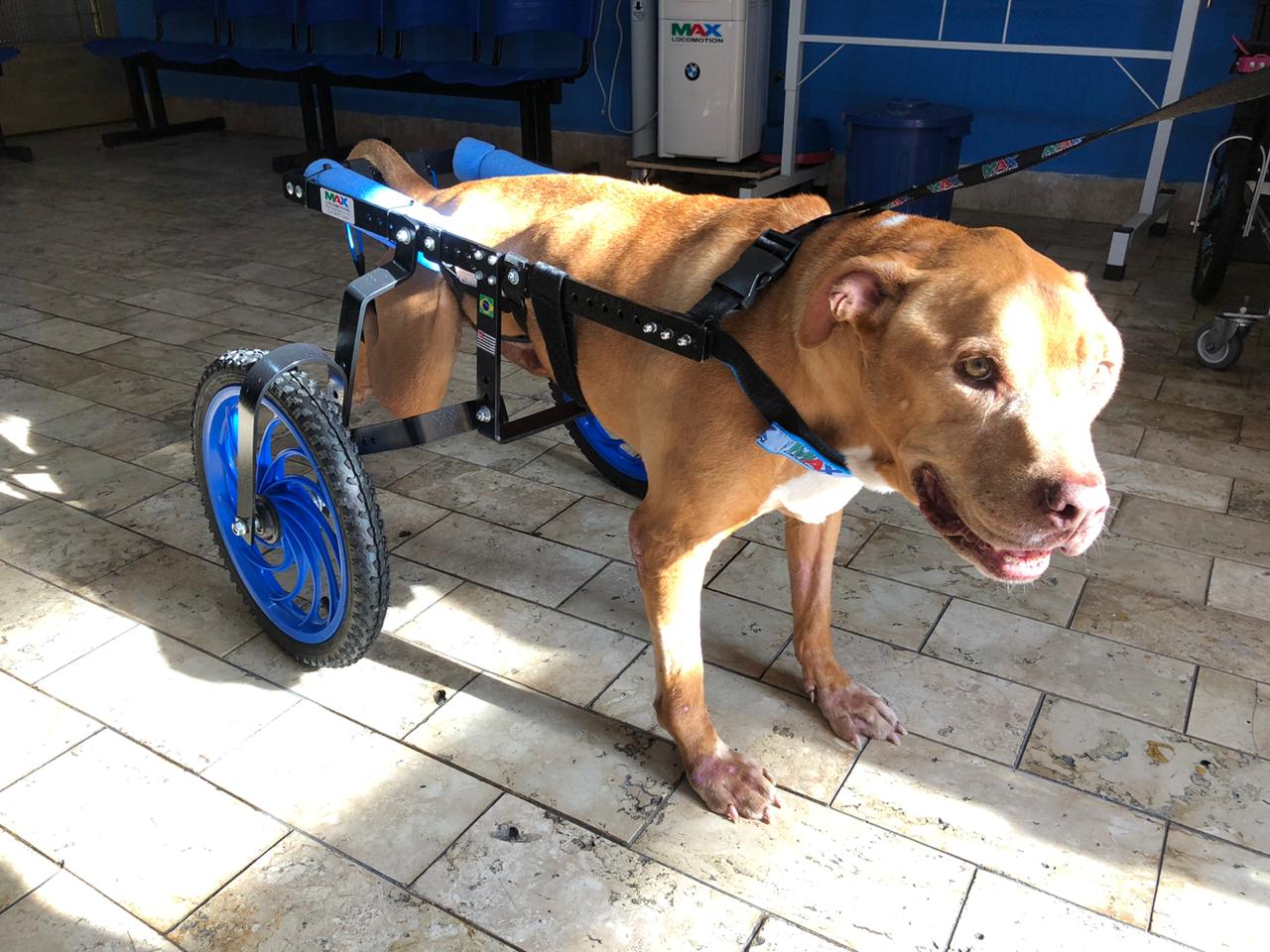 Modelos Específicos para Condições Particulares: Patologias e Necessidades Únicas - inspiração 1