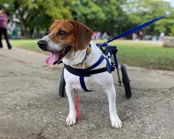 Rodas e Suporte: A Estabilidade que Seu Cão Precisa para Explorar - inspiração 1