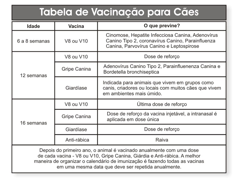 Primeiras Vacinas: O Começo da Proteção - inspiração 2