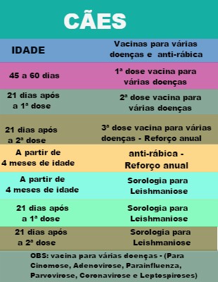 Vacinação em Cães Adultos: Nunca é Tarde - inspiração 1