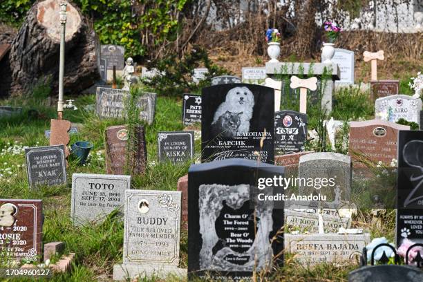 A lembrança se transforma: Encontrando paz na saudade e nas memórias. - inspiração 2