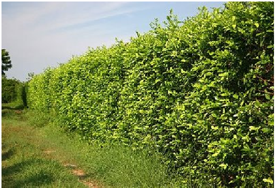 Planejamento Mestre: Como Criar Sua Cerca Viva Perfeita