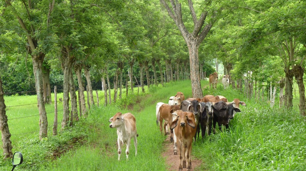 Manutenção de Craque: Segredos para uma Cerca Viva Impecável