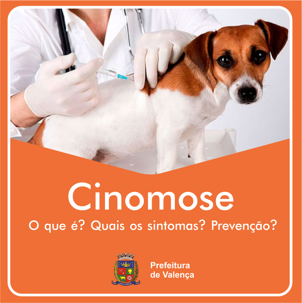 Quando procurar um veterinário urgentemente? - inspiração 2