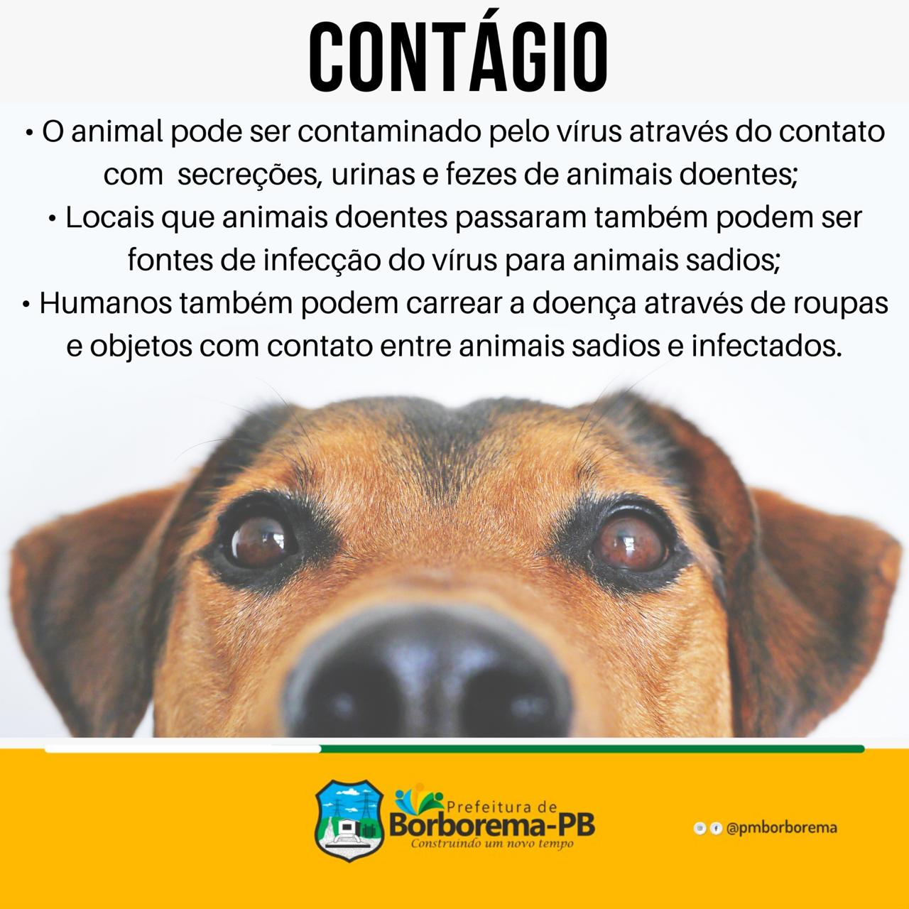 Como meu cachorro pode pegar cinomose? - inspiração 2