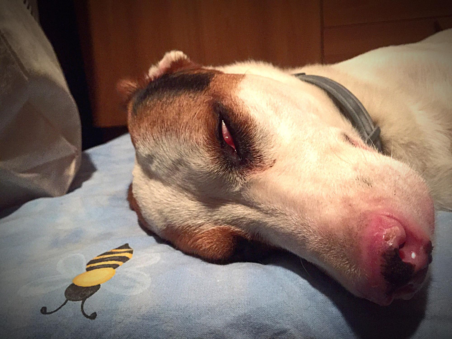 A cinomose afeta apenas filhotes? Mito ou verdade? - inspiração 1