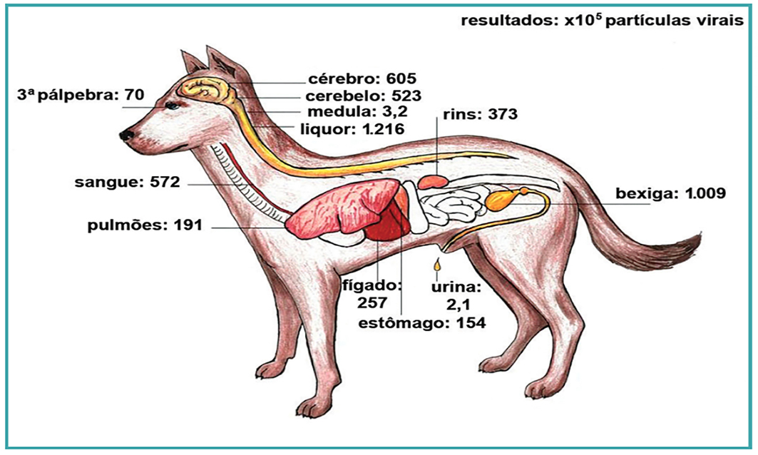 A cinomose afeta apenas filhotes? Mito ou verdade? - inspiração 2