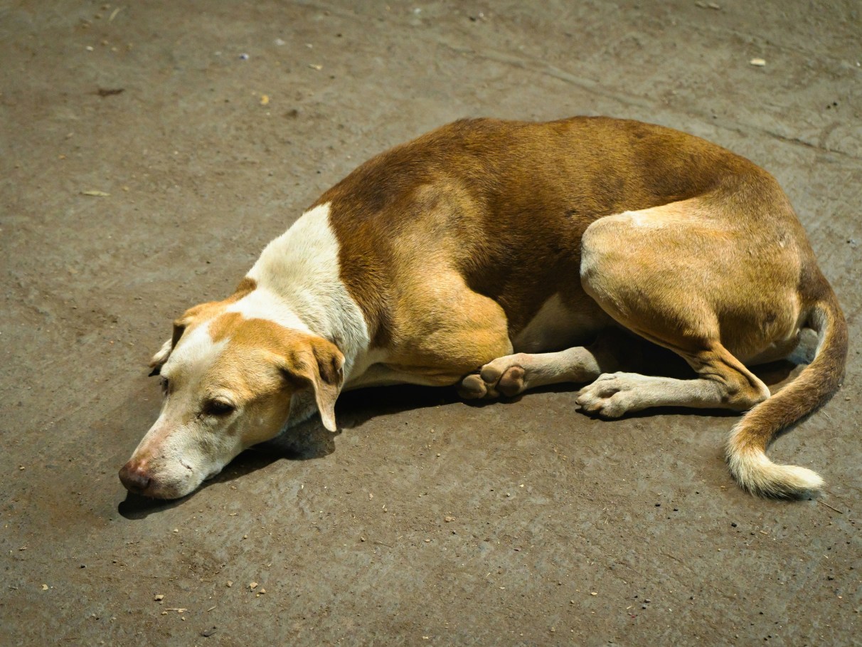 Diferenciando cinomose de outras doenças comuns - inspiração 1