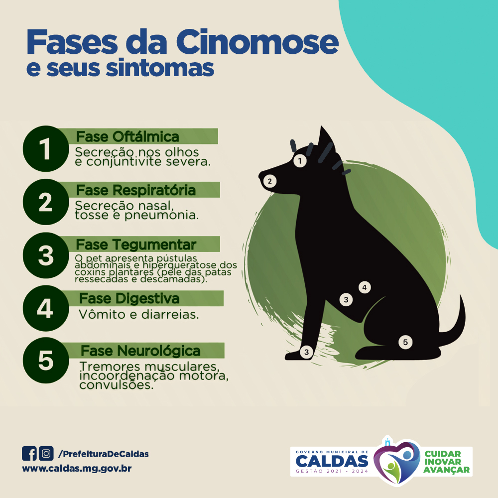 O papel do sistema imunológico na luta contra o vírus - inspiração 1