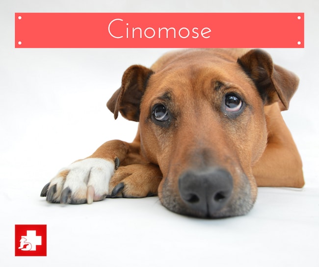 O papel do sistema imunológico na luta contra o vírus - inspiração 2