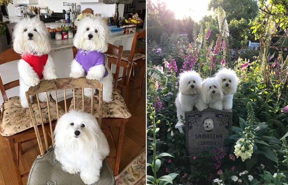 Entendendo o Processo: Como um Clone é Criado? O Método SCNT