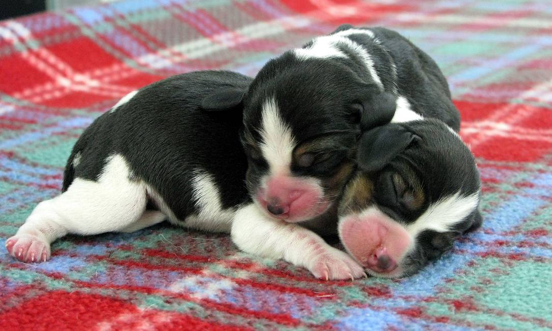 Quanto Custa Clonar um Cachorro? Os Valores Que Chocam o Mundo