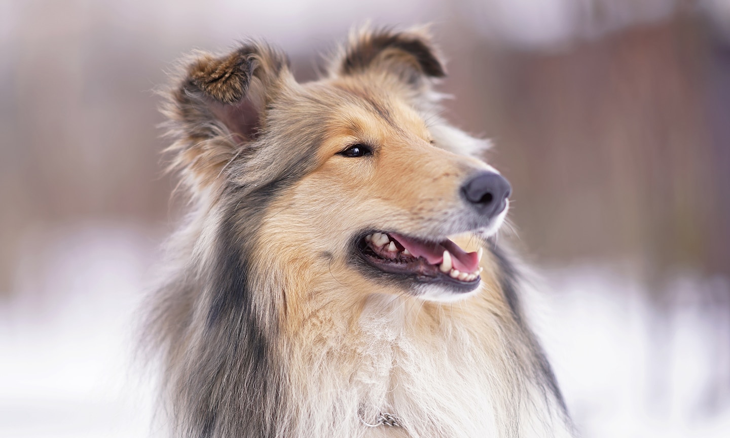 Exercícios e Atividades para um Collie Equilibrado - inspiração 1