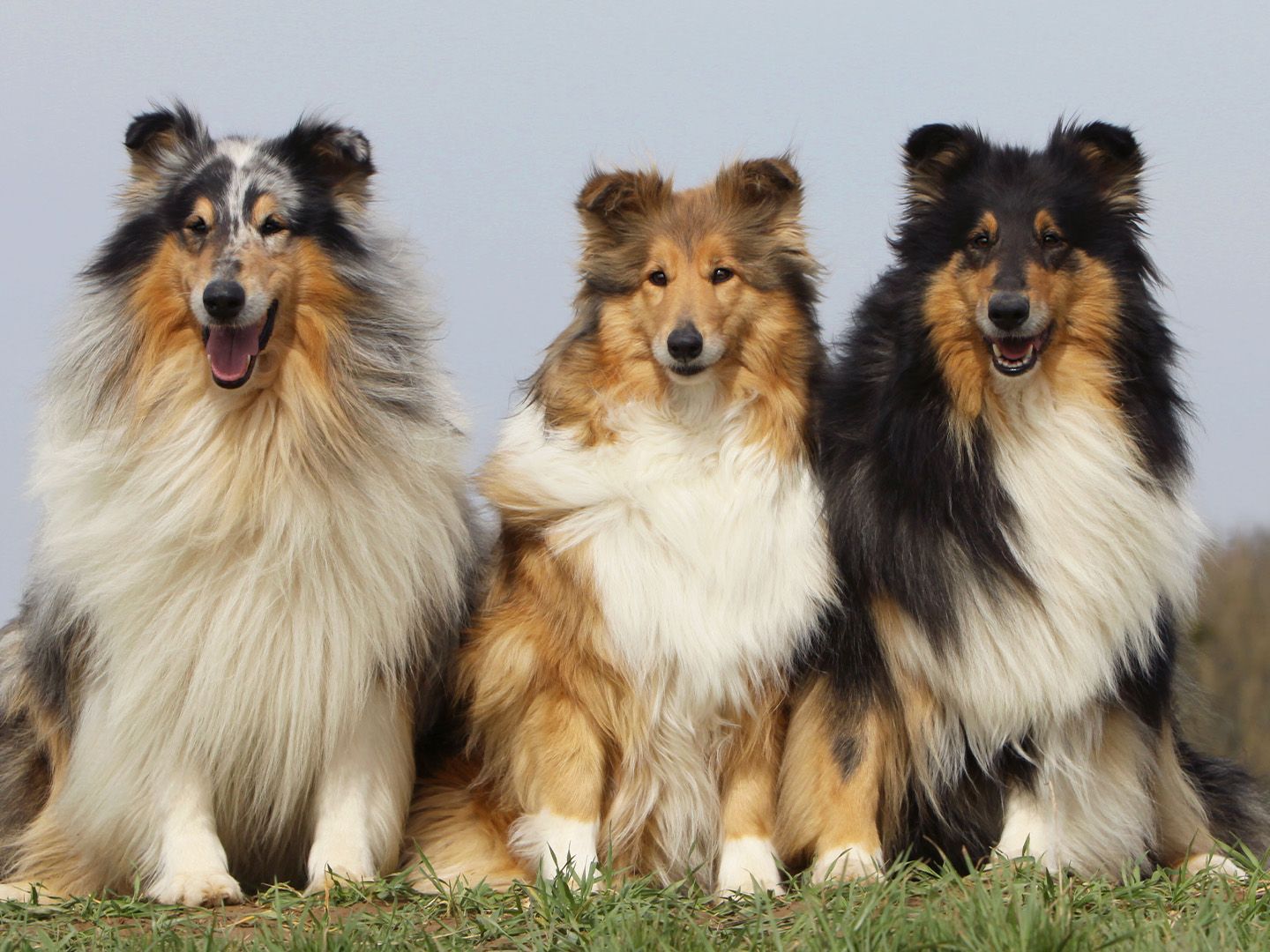 Exercícios e Atividades para um Collie Equilibrado - inspiração 2