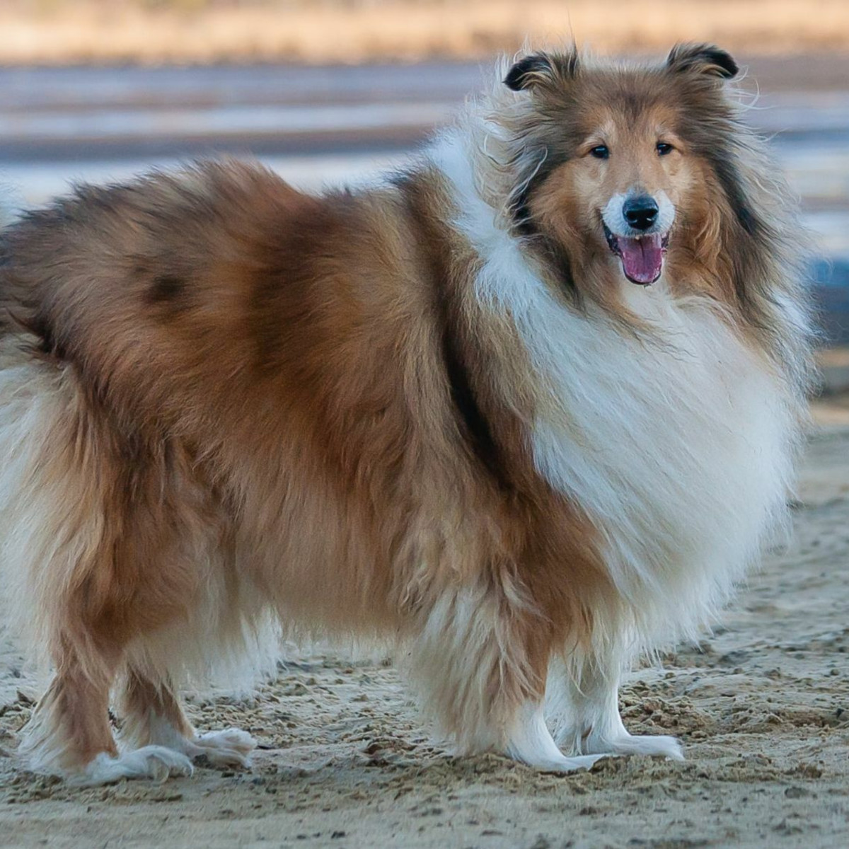 Saúde Preventiva: Vacinação e Check-ups Veterinários - inspiração 2