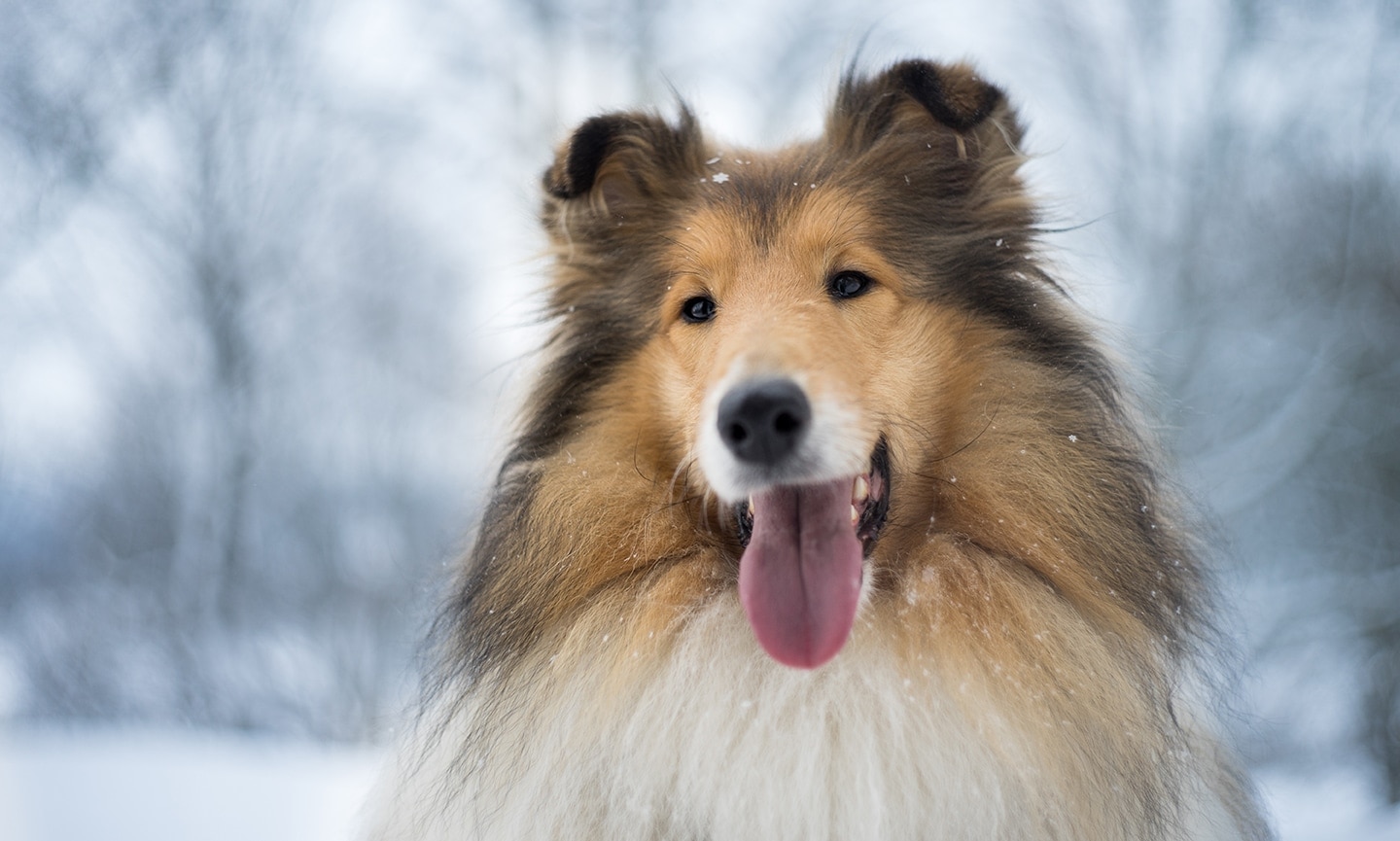 Treinamento e Socialização: Construindo um Cão Companheiro - inspiração 2