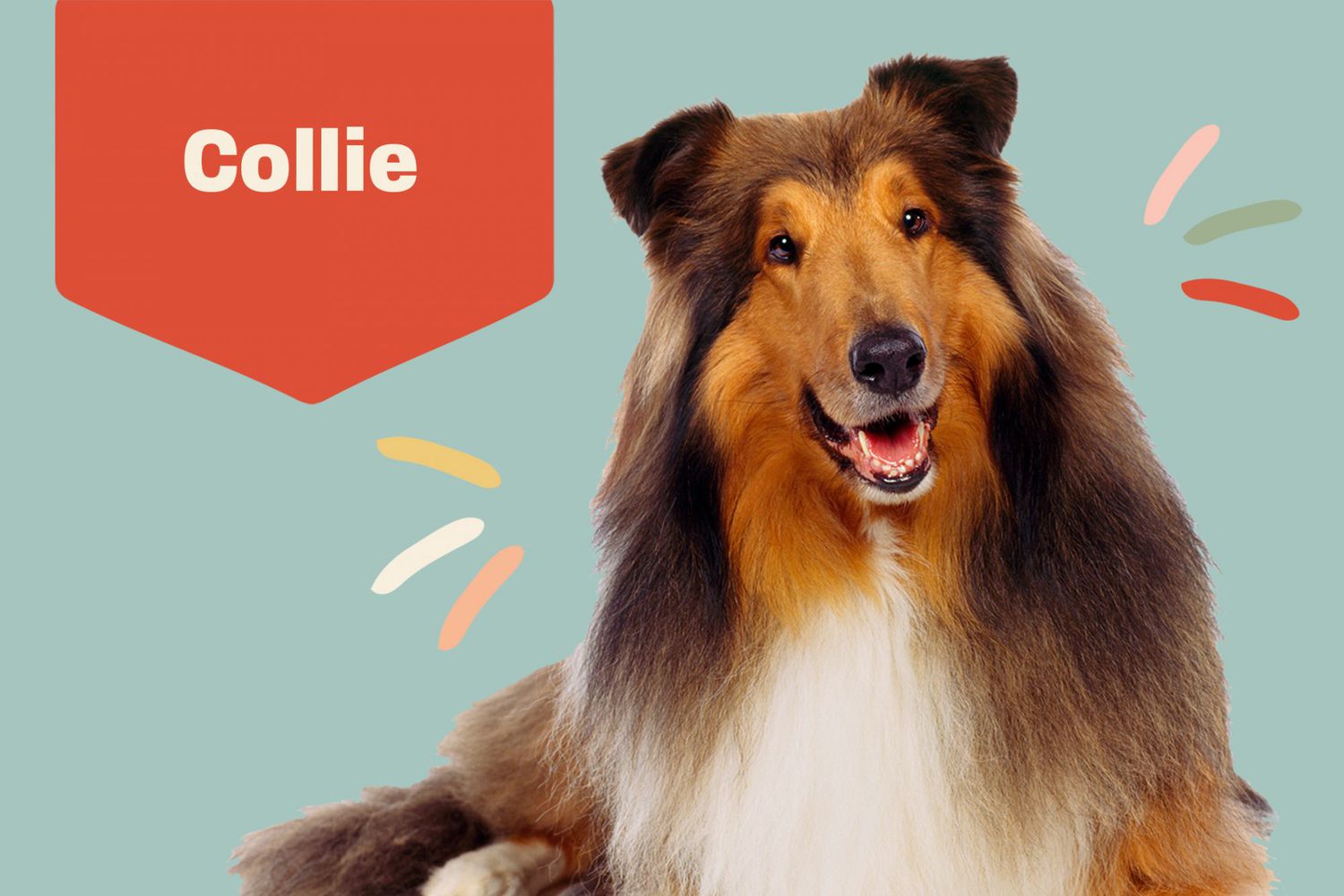 Os Cuidados com os Olhos do Collie: Prevenção é Fundamental - inspiração 2