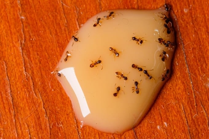 Vinagre Branco: Seu Aliado Secreto na Cozinha - inspiração 2