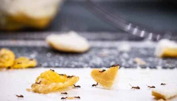 Pimenta Caiena ou do Reino: Um Choque de Sabor para Elas - inspiração 2