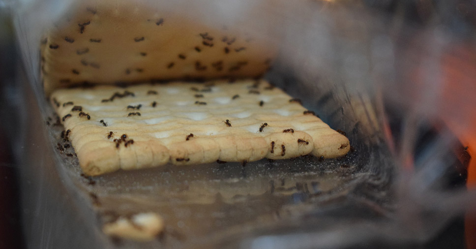 Cravo da Índia: O Perfume Que Elas Evitam - inspiração 2
