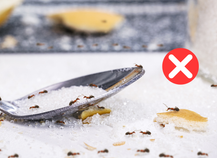 Óleos Essenciais: A Força da Natureza Contra Formigas - inspiração 2