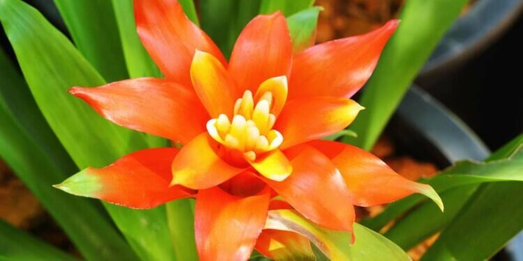 Rega e Umidade: O Segredo da Vida no Copinho