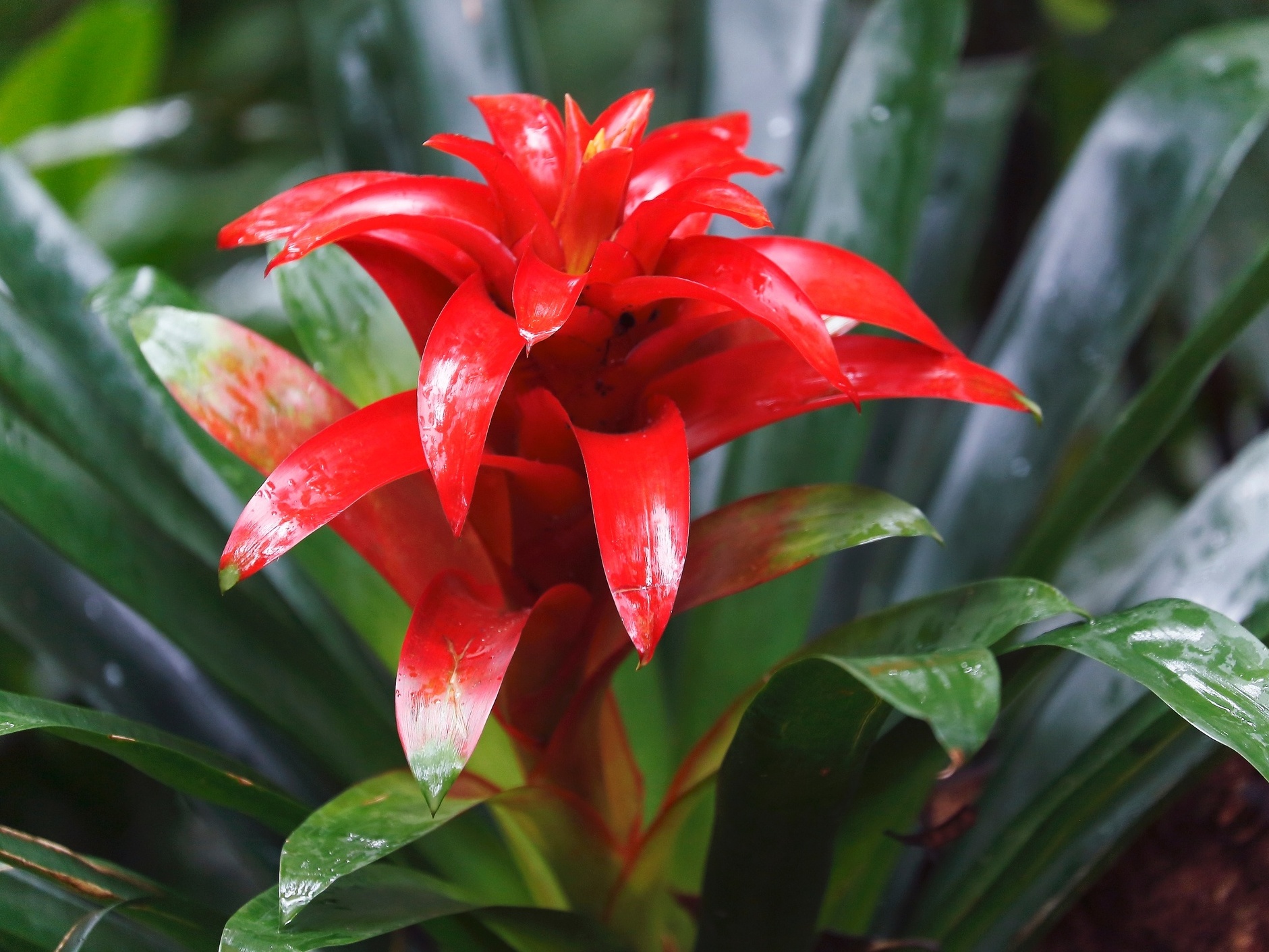 Terra e Vaso: O Lar Ideal para a Raiz