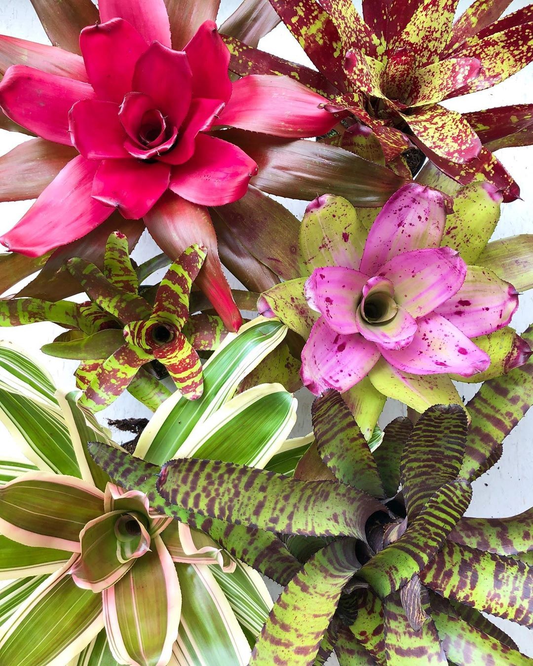 O Ciclo de Vida Fascinante da Bromélia: Flores e Filhotes