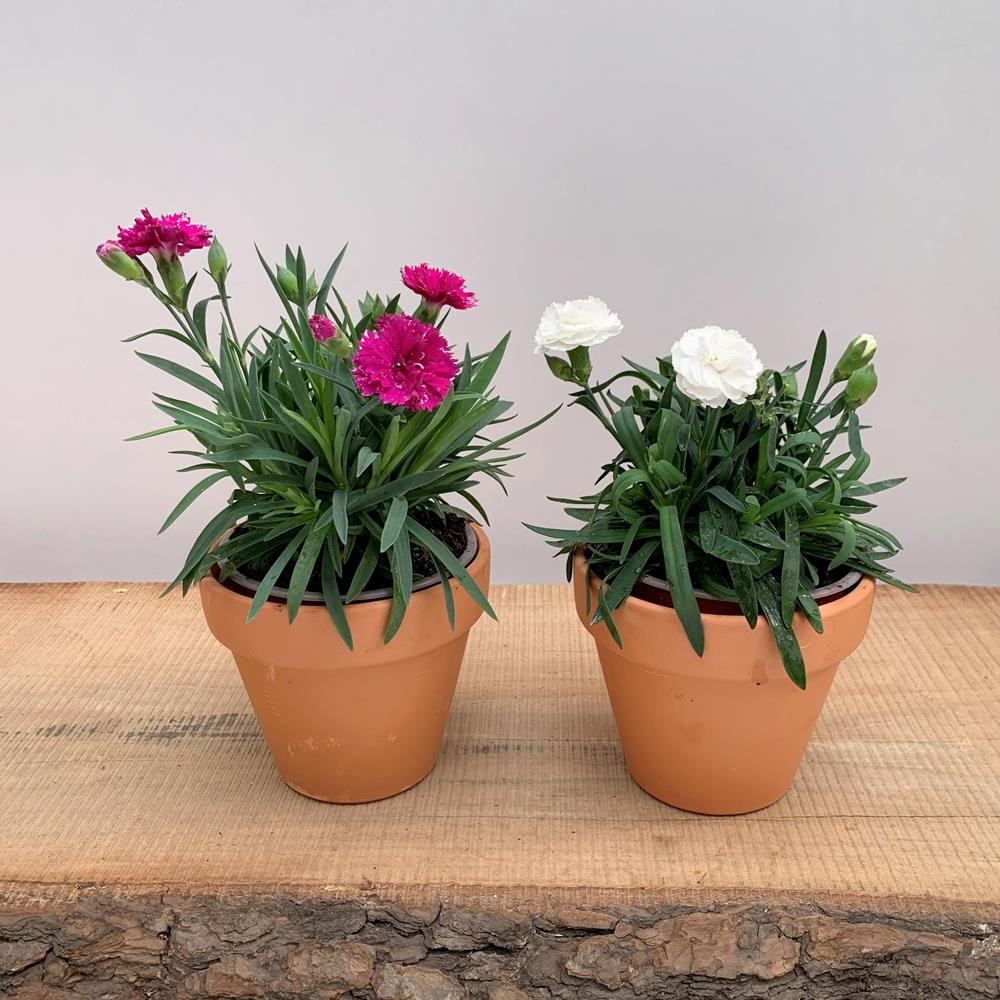 Escolhendo o Vaso Ideal para Seus Cravos: Tamanho e Drenagem Fazem Toda a Diferença - inspiração 1