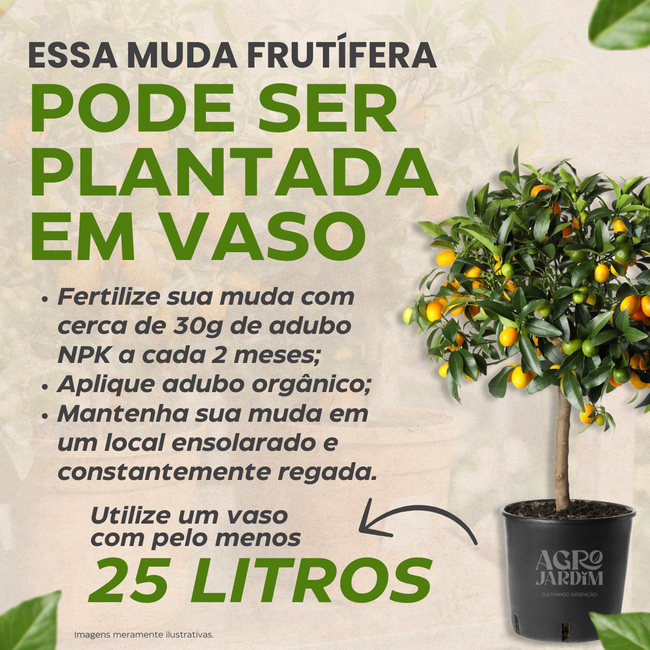 Replantio e Manutenção: Garantindo a Longevidade das Suas Plantas - inspiração 1