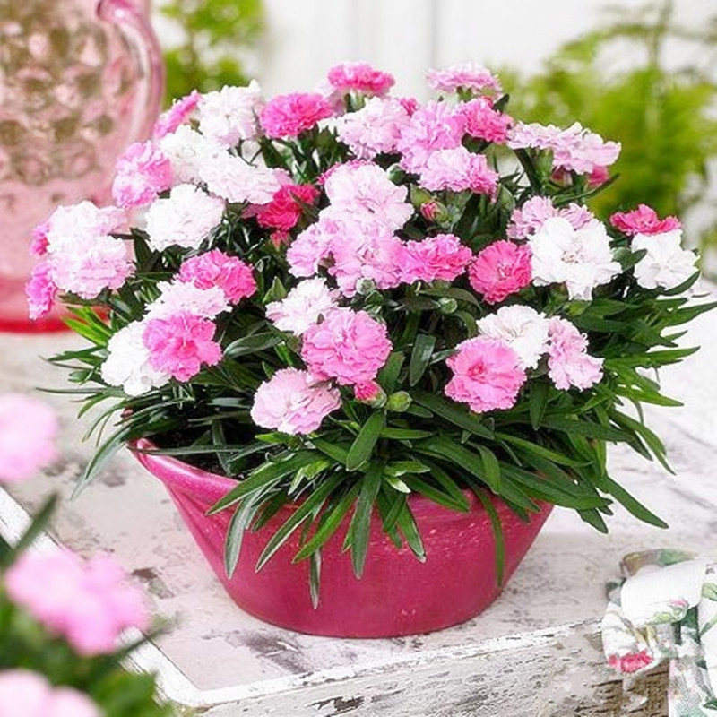 O Substrato Perfeito: Nutrição e Arejamento para Raízes Saudáveis - inspiração 2