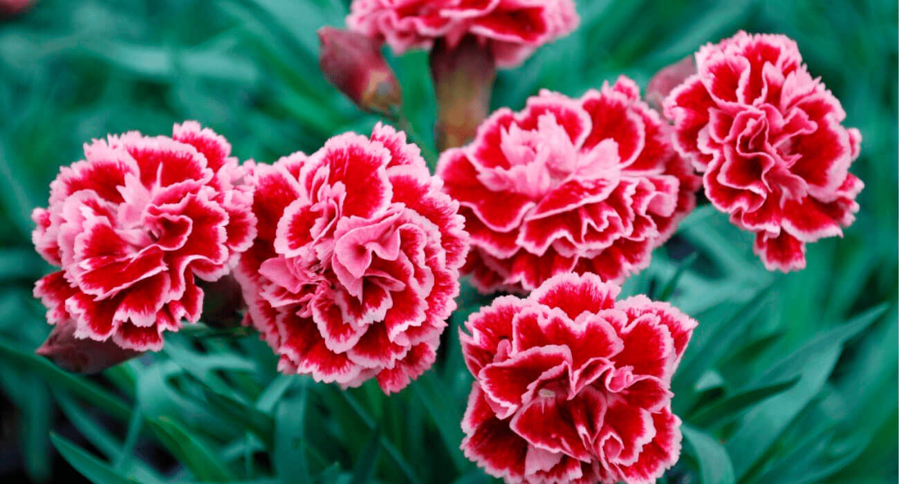 Onde Plantar? A Incidência Solar Que Seus Cravos Vão Amar - inspiração 1